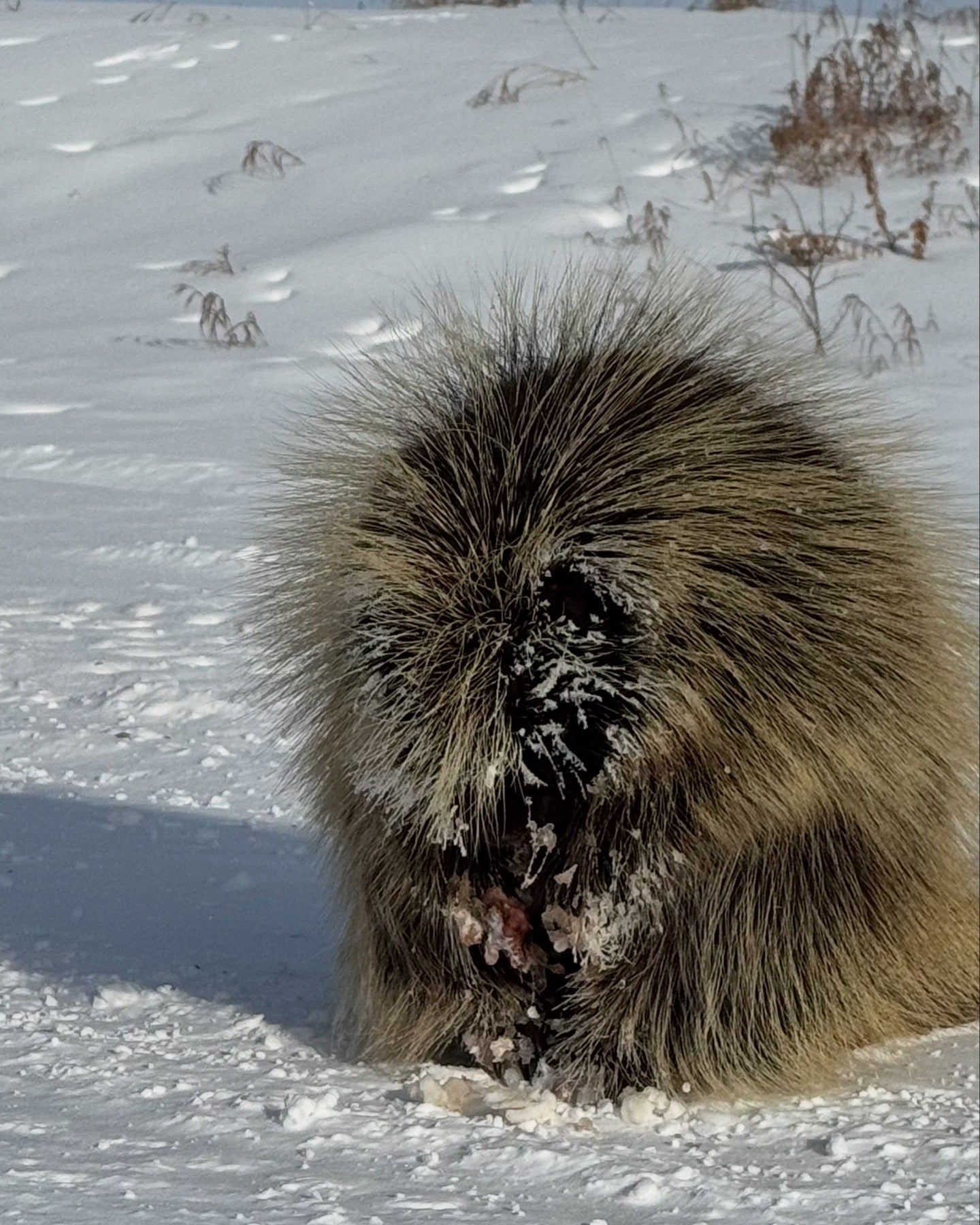 Quill + Ward - Protection Ritual Tea