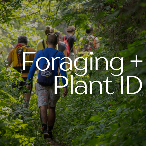Foraging + Plant ID