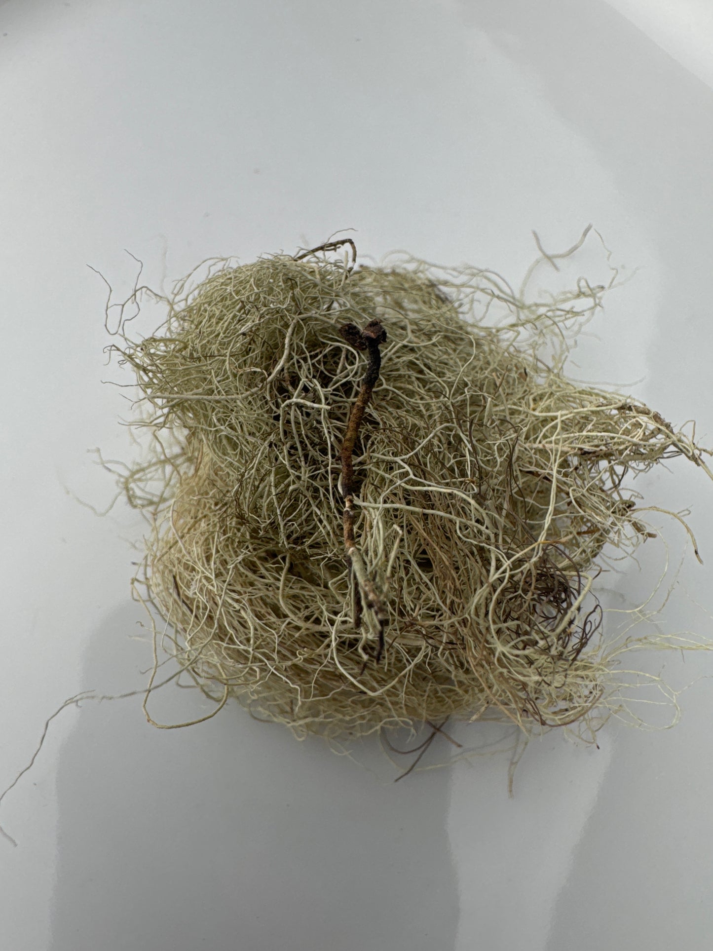 Usnea