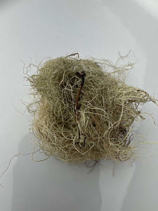Usnea